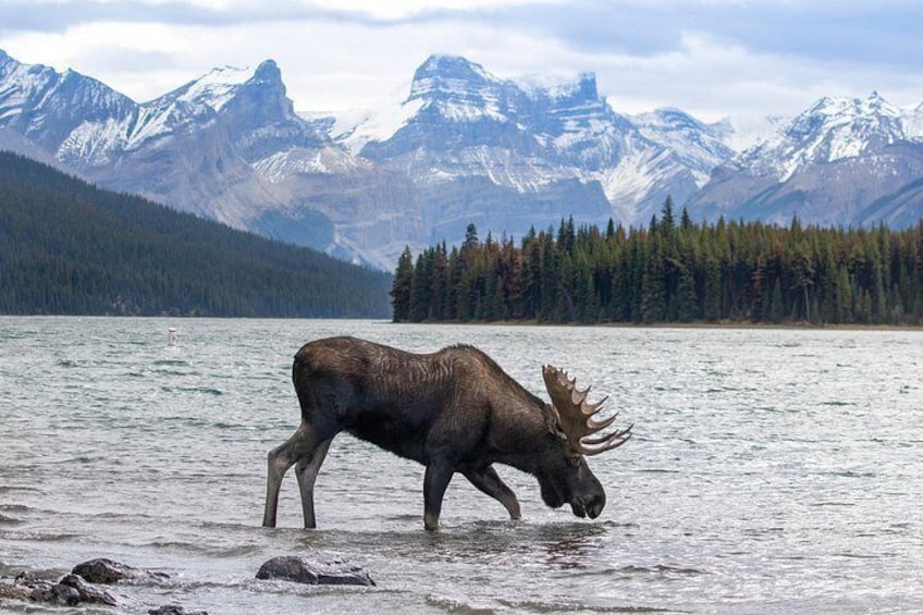 Discover Jasper and its Wildlife 2