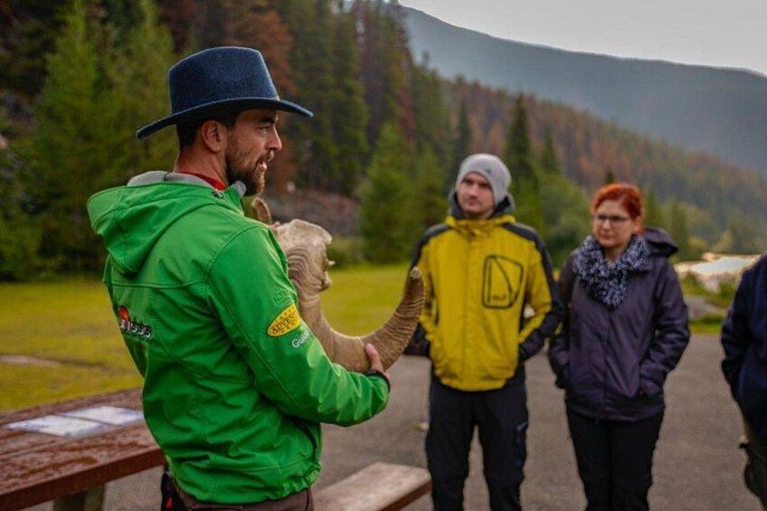 Discover Jasper and its Wildlife 2