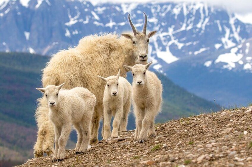 Discover Jasper and its Wildlife 2