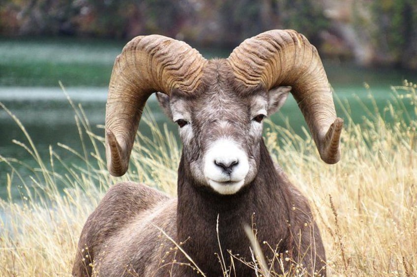 Discover Jasper and its Wildlife 3