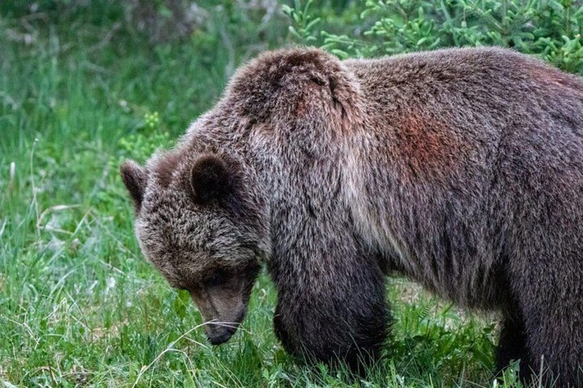 Discover Jasper and its Wildlife 1