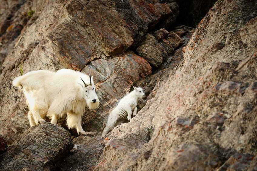 Discover Jasper and its Wildlife 3