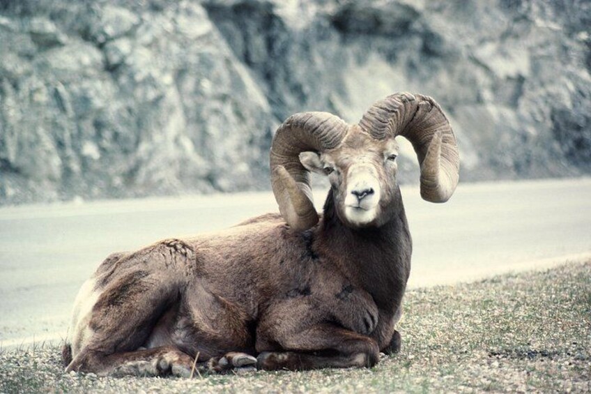Mountain sheep 4