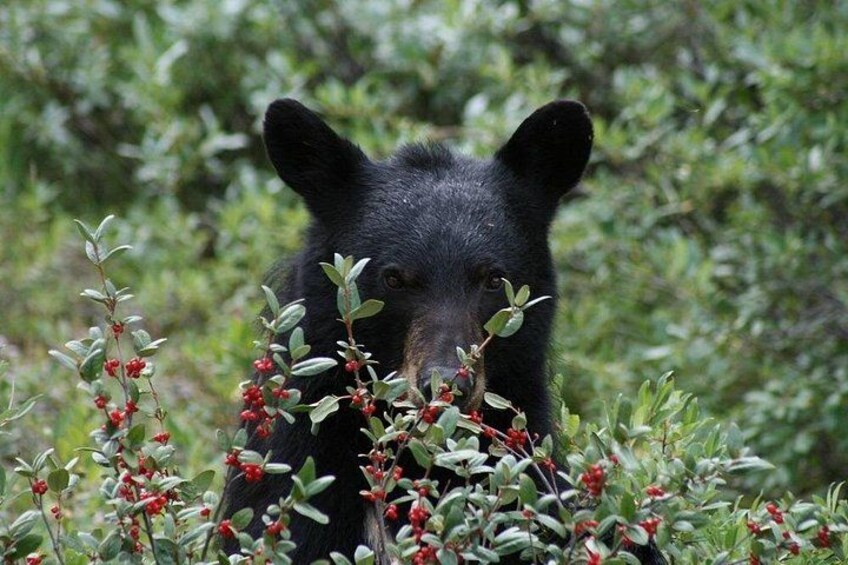 Bear cub 3