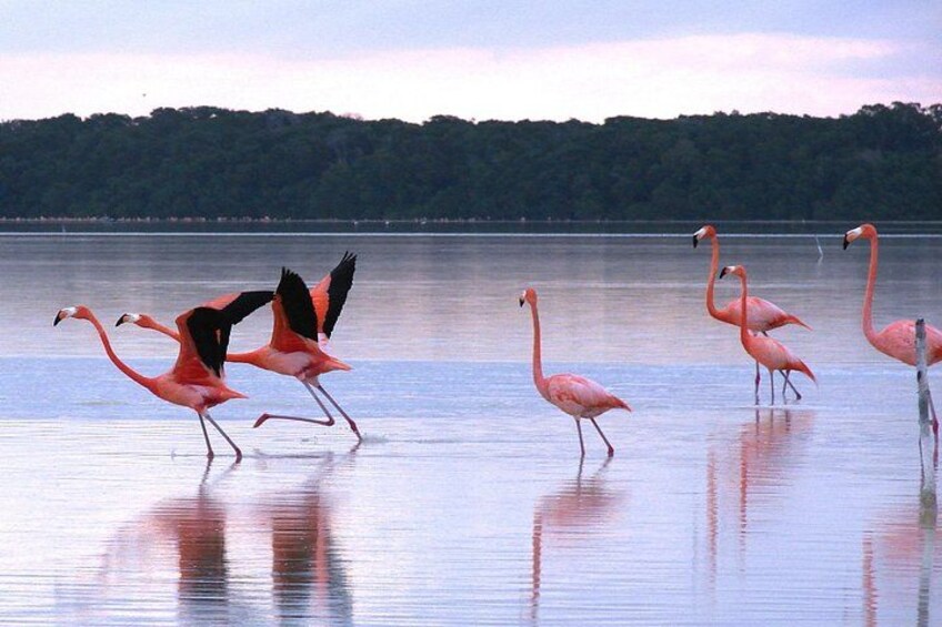 Flamingos in a body of water with a forested shoreline in the background. 3