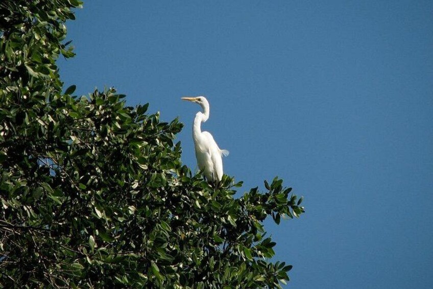 A white bird perched on a tree branch against a clear blue sky. 2
