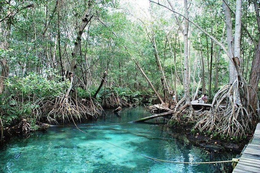 Ein Mangrovenwald mit klarem Wasser und einem Holzsteg. 3