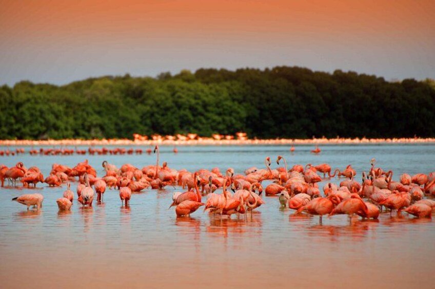 A large group of flamingos in a shallow water body with a forested landmass in the background. 1