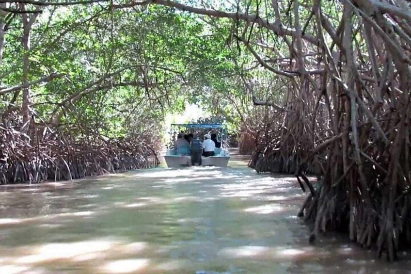 Ein Boot fährt durch einen von Mangroven gesäumten Wasserweg, es befinden sich Personen an Bord. 5