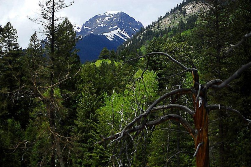 A forest with a mountain in the background. 4