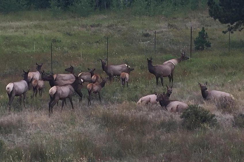 A herd of elk in a grassy field with trees in the background. 5