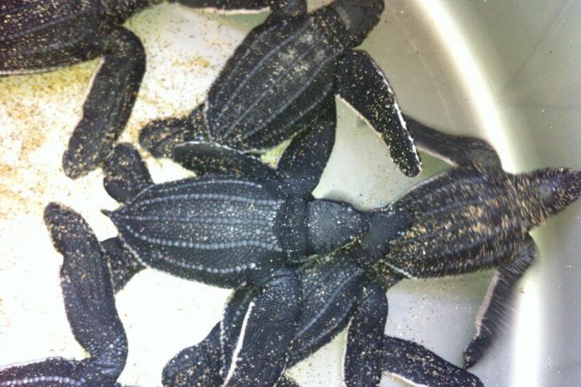 Preserving Baby Sea Turtles And Filling You With Energy In Bioluminescent Lights 3