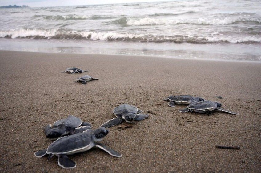 Una playa con varias tortugas marinas sobre la arena. 5