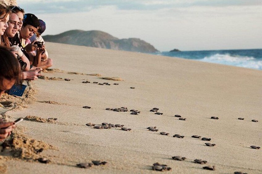 Una playa con gente observando tortugas en la arena. 4