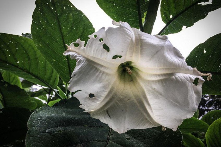 A white flower with green leaves. 4