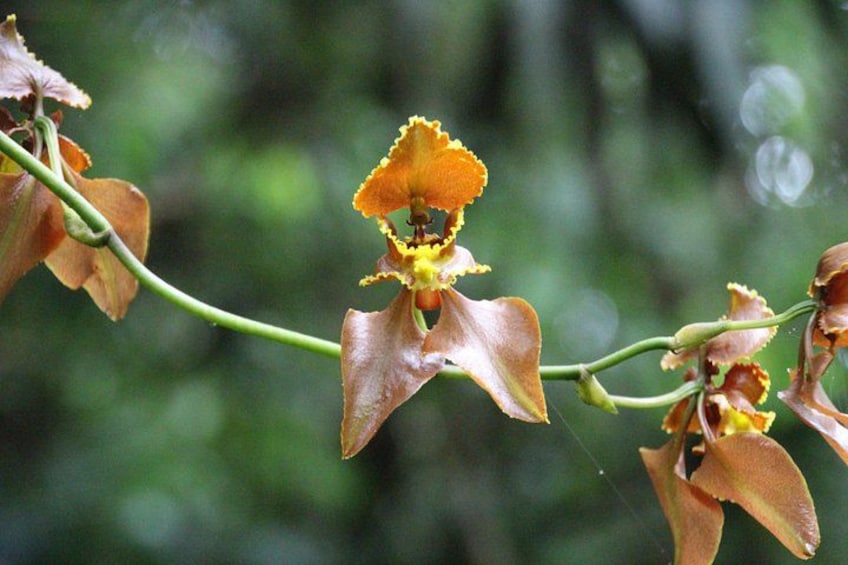 A close-up of a brown orchid with yellow and orange petals, set against a blurred green background. 3
