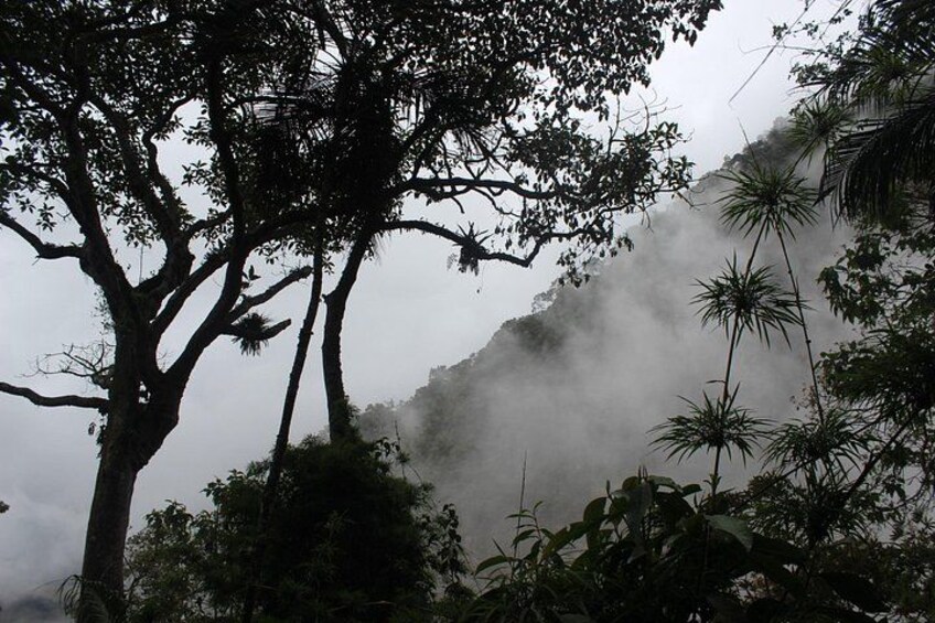 A dense forest with tall trees and mist in the background. 2