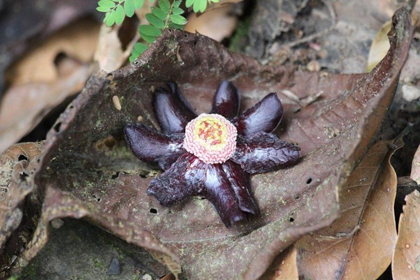 A large, dark-colored flower with a pink center on a brown leaf. 5