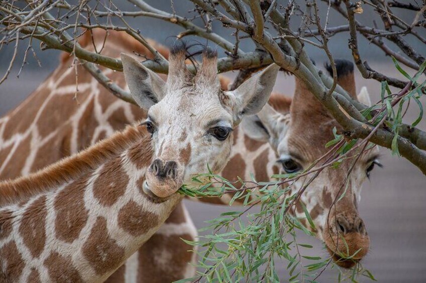 Temba & Mawenzi, giraffe brothers