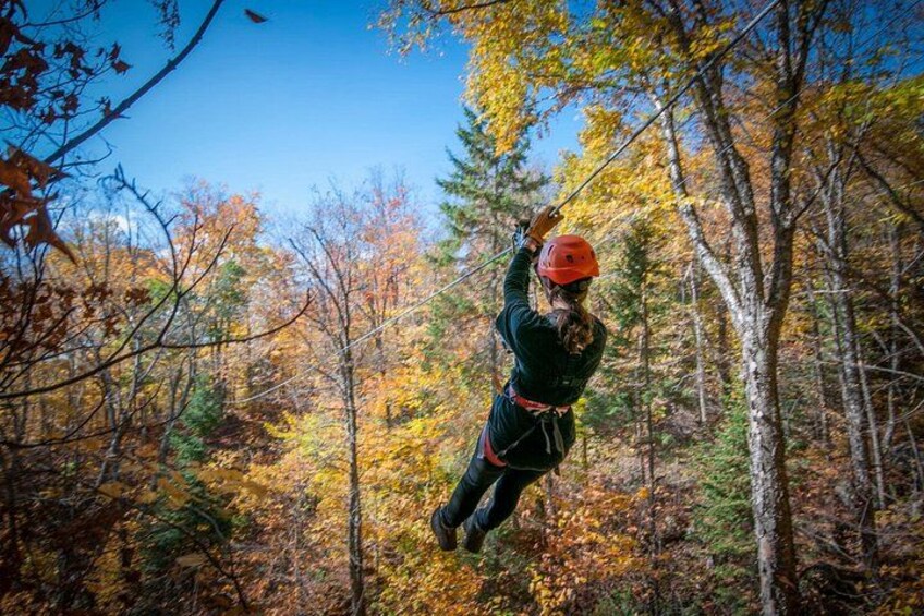 A person rappelling down a tree in a forest. 1