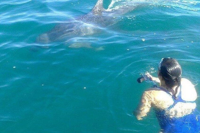 Una persona nada en agua azul cristalina, con un delfín cerca. 2