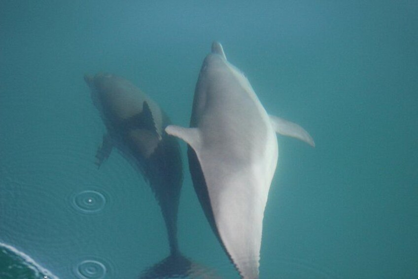 Dos delfines nadando en aguas azules cristalinas. 4