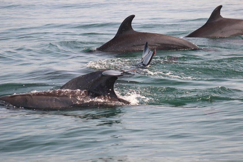 Delfines nadando en el océano. 3