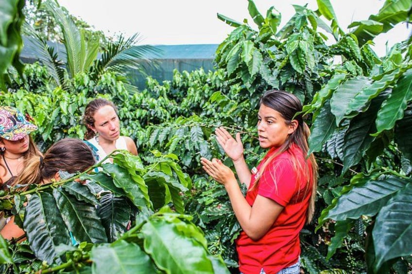 Coffee Plantation 2