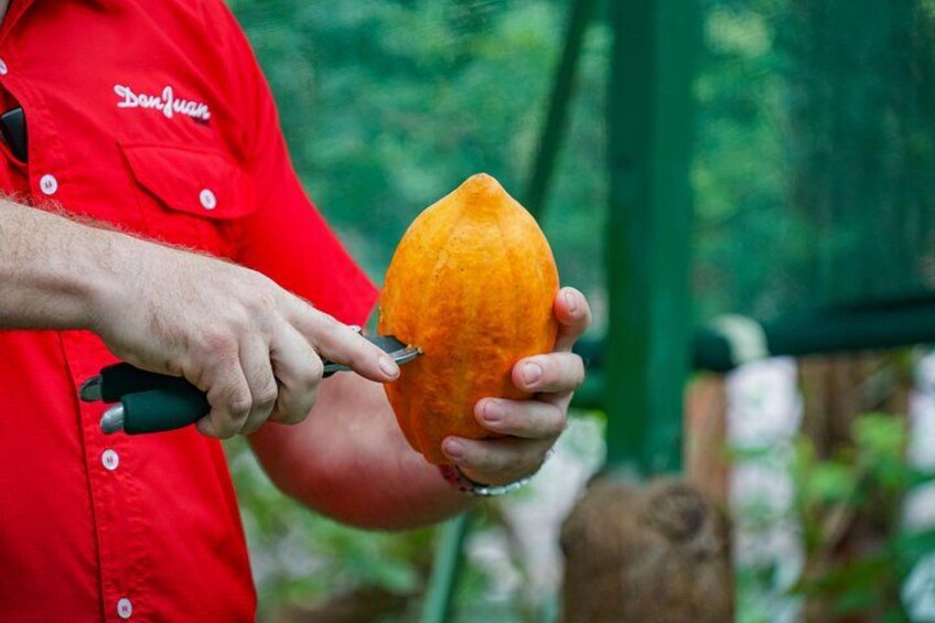 Cacao Fruit 4