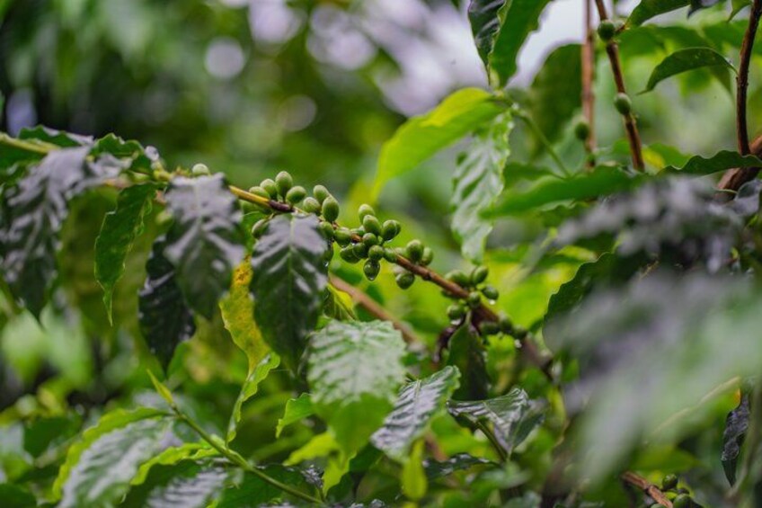 Coffee and Chocolate Tour in La Fortuna 1
