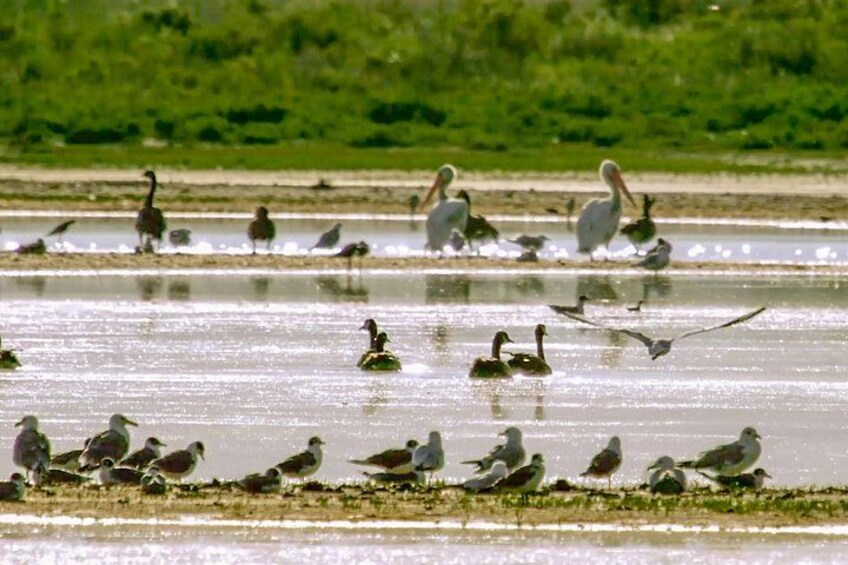 One of the largest migratory bird wetlands in the West 2