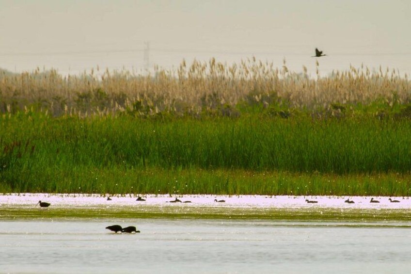 Great Salt Lake wetlands 3