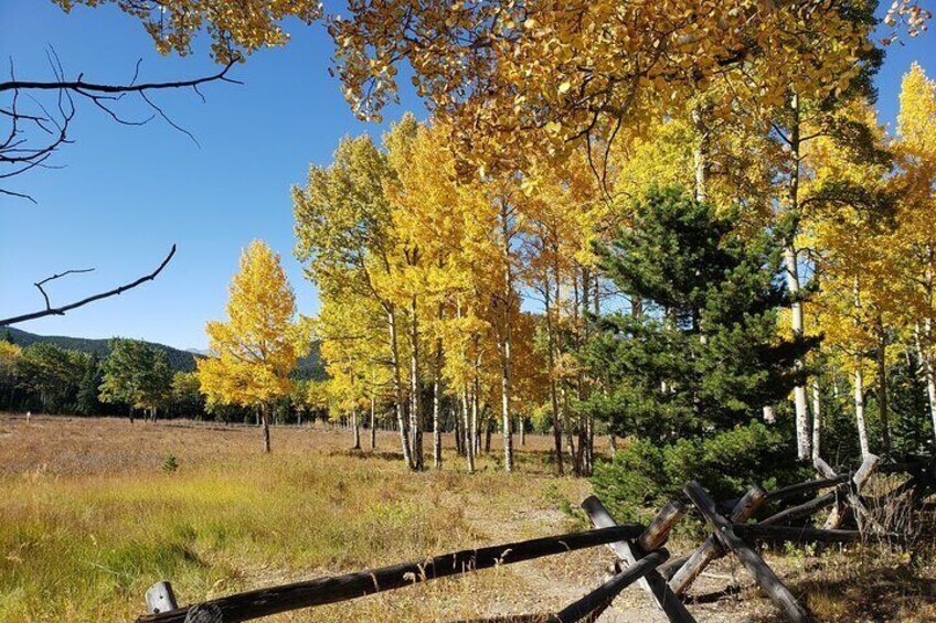 Un bosque con hojas amarillas de otoño, una valla de madera y un cielo azul despejado. 4