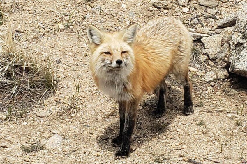 Wildlife 4