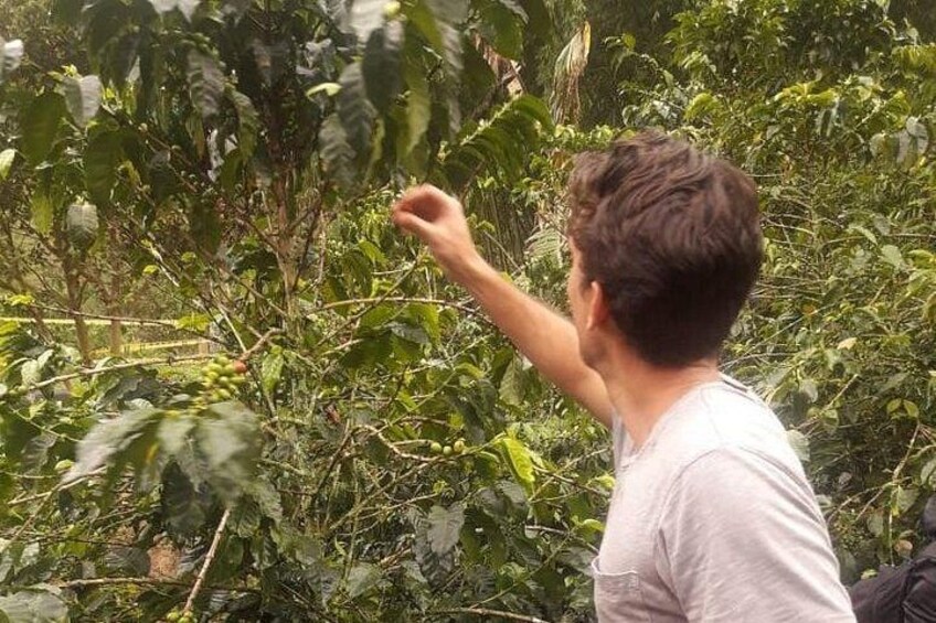 Private Jardin Trip: Colombian Coffee Tour & Tasting, Medellin 3