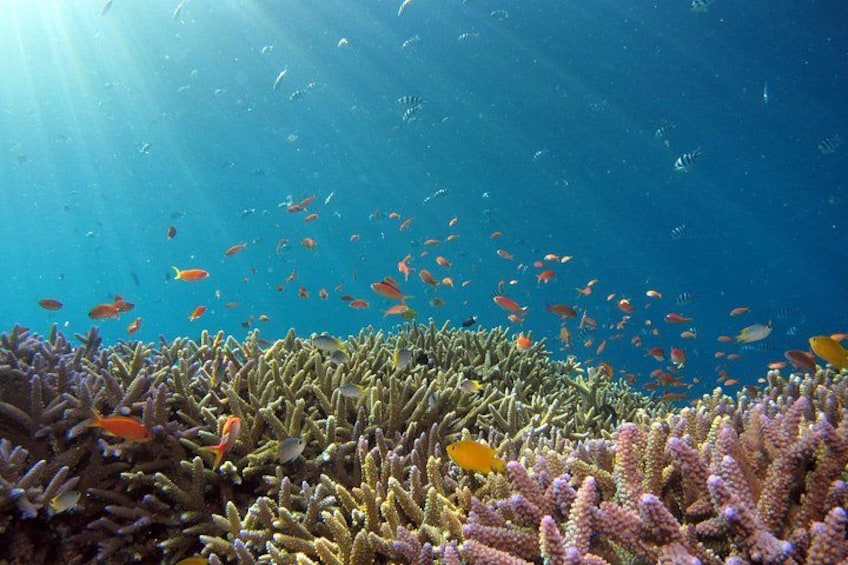 An underwater scene with a coral reef, various fish species, and sunlight filtering through the water. 5