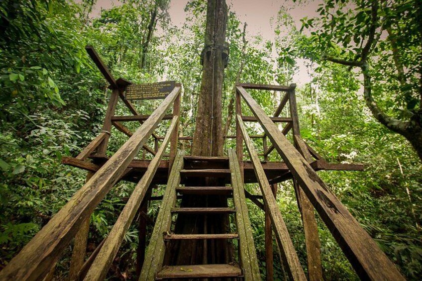 A wooden staircase leading up a tree trunk surrounded by dense foliage. 3