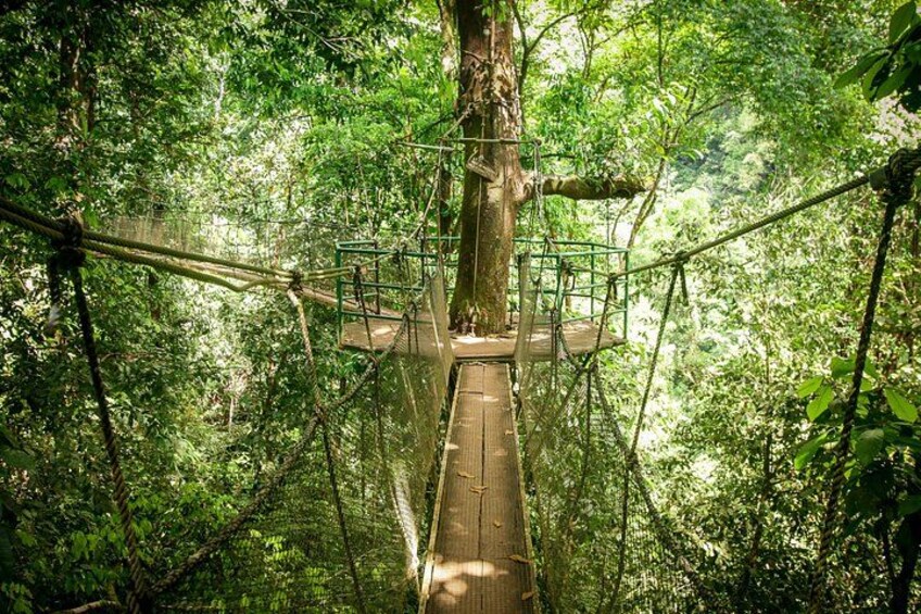 A rope bridge in a forest. 4