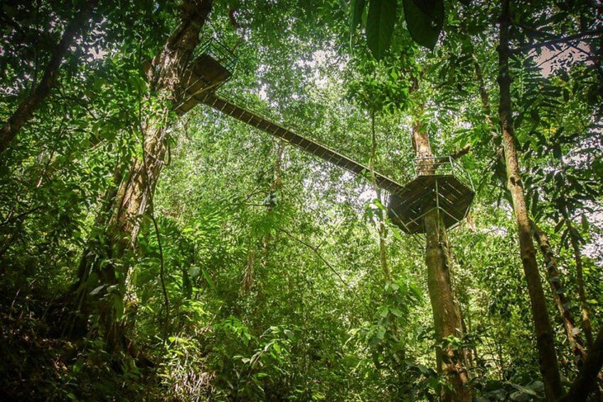 A forest with a large metal structure, possibly a bridge or walkway, amidst dense green foliage. 2