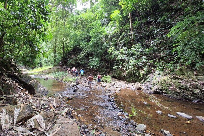 Chagres Rainforest 3