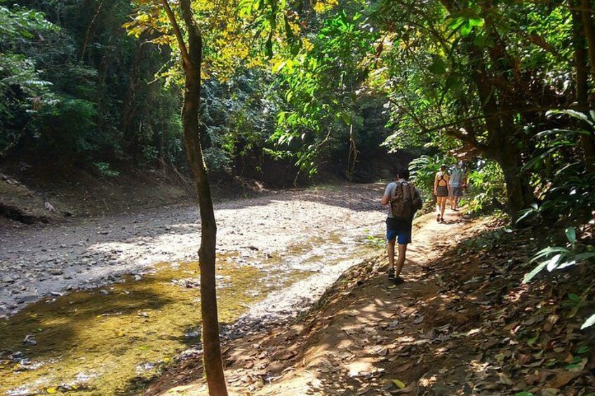 Chagres Rainforest 4