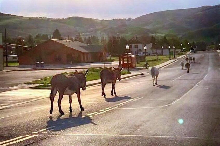 Cripple Creek Donkeys 1