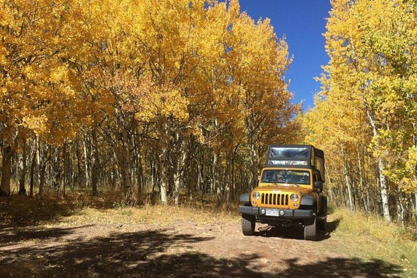 Stunning Aspen Tree Grove in the Gold District 3