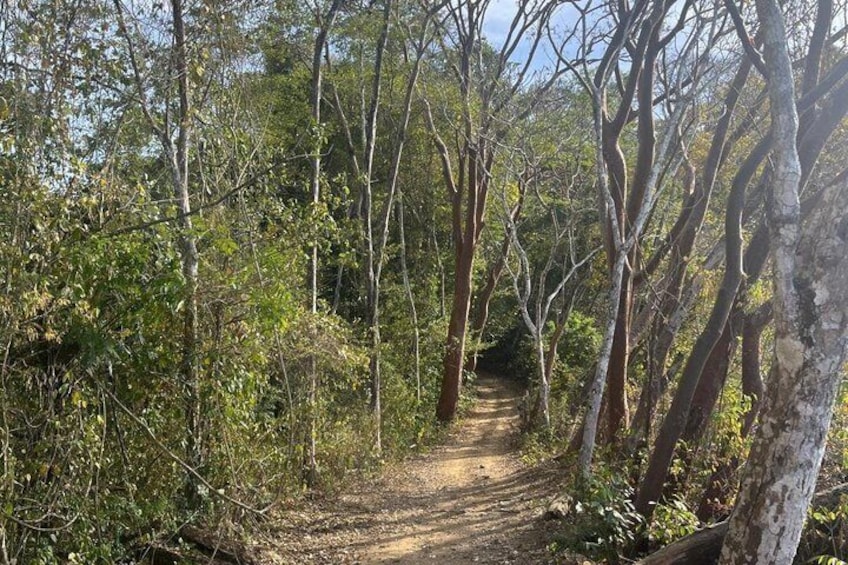 ATV River, Beach, Jungle Adventure and Crocodiles Hotspot from San Jose 4