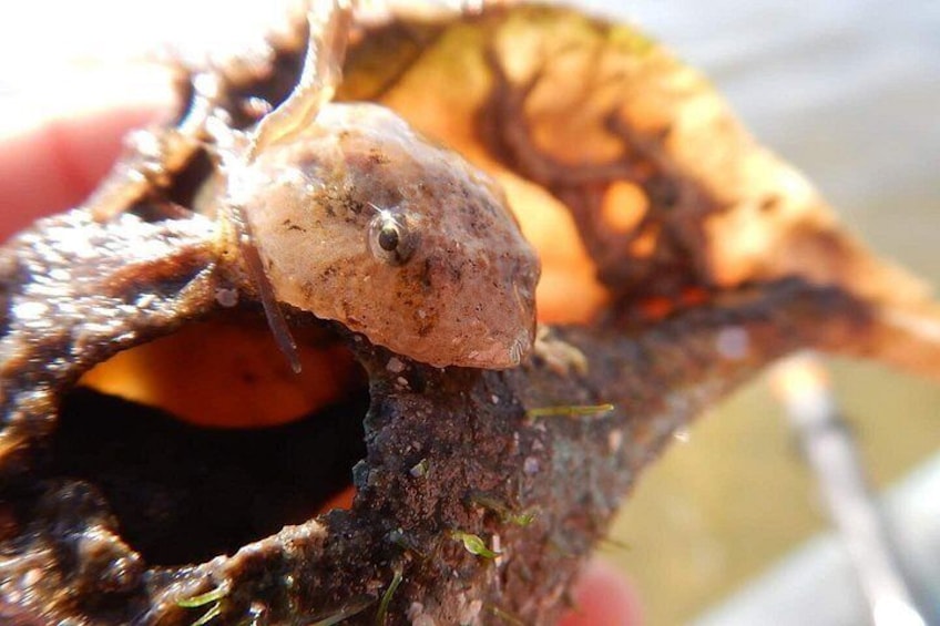 A close-up of a turtle with a shell and a head. 3