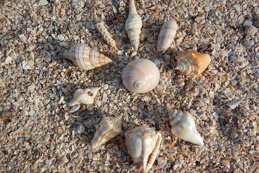 En samling søshells på en sandstrand. 3