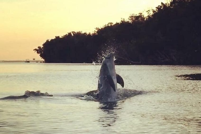 A dolphin leaping out of the water at sunset. 2