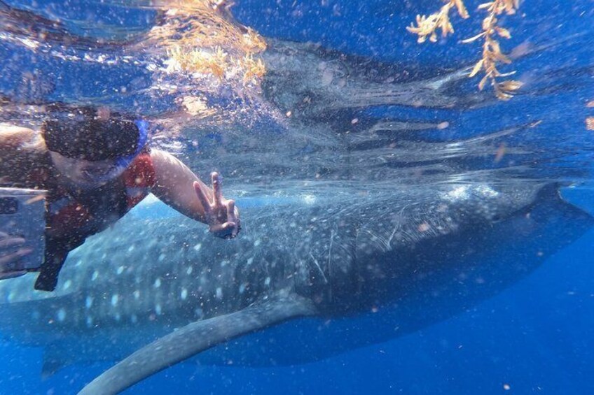 Whale Shark Tour from Cancun and Playa Del Carmen 4