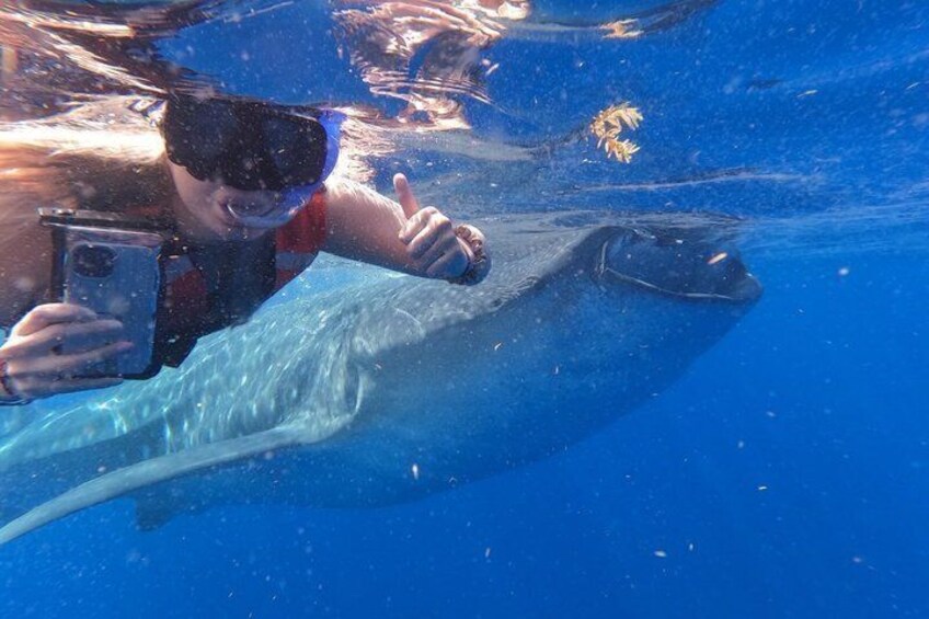 Whale Shark Tour from Cancun and Playa Del Carmen 2