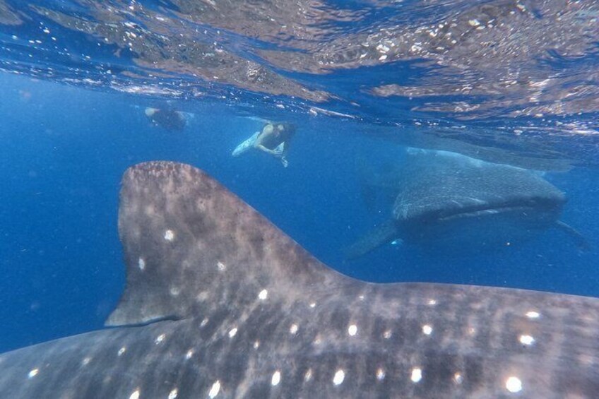 Whale Shark Tour from Cancun and Playa Del Carmen 3